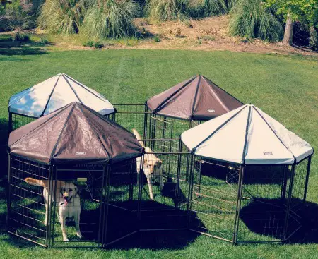 Dogs at gazebo.