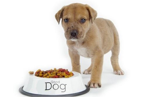 Highest Rated Diet Dog Food